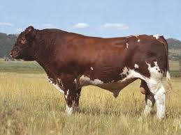 <ul><li><p>originate in France</p></li><li><p>paternal/growth</p></li><li><p>Continental</p></li><li><p>muscling, growth</p></li></ul><p></p>