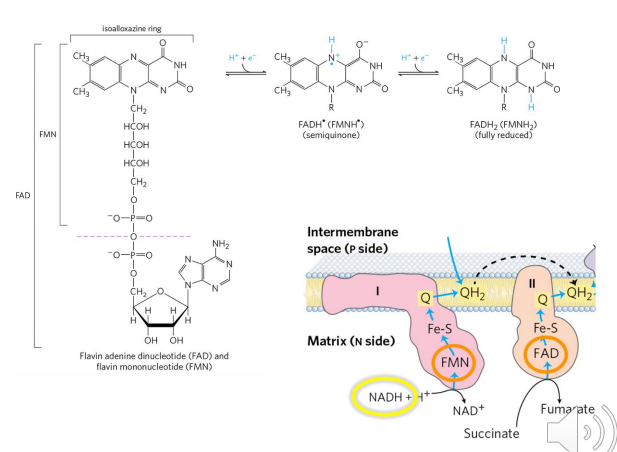 <p>- FMN (flavin mononucleotide) and FAD (flavin adenine dinucleotide) are electron acceptors</p><p>Many redox enzymes have flavin prosthetic groups:</p><p>- TCA Cycle</p><p>- Beta oxidation of fatty acids</p><p>- The electron transport chain</p>