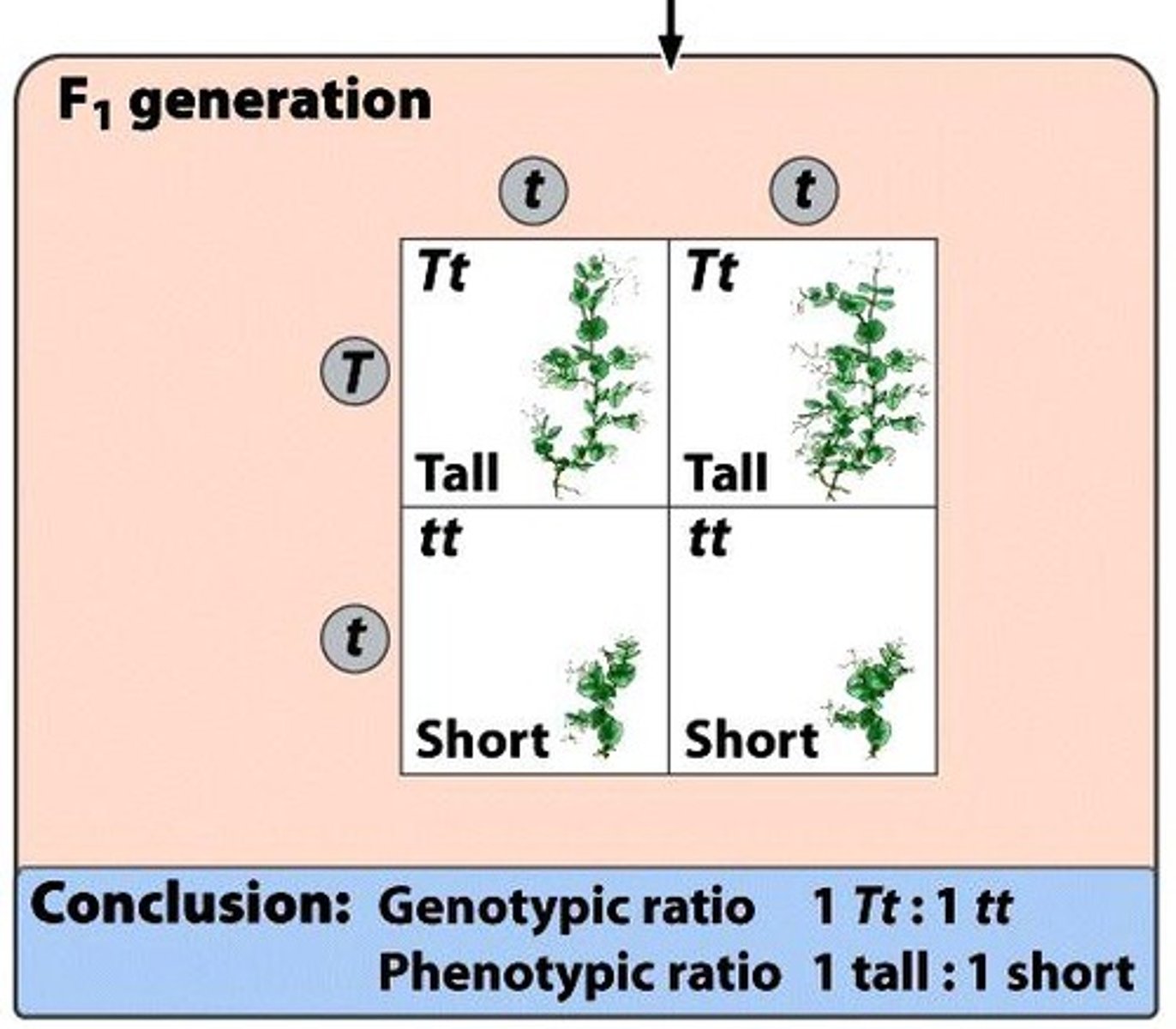 <p>Diagram predicting offspring genotypes from crosses.</p>
