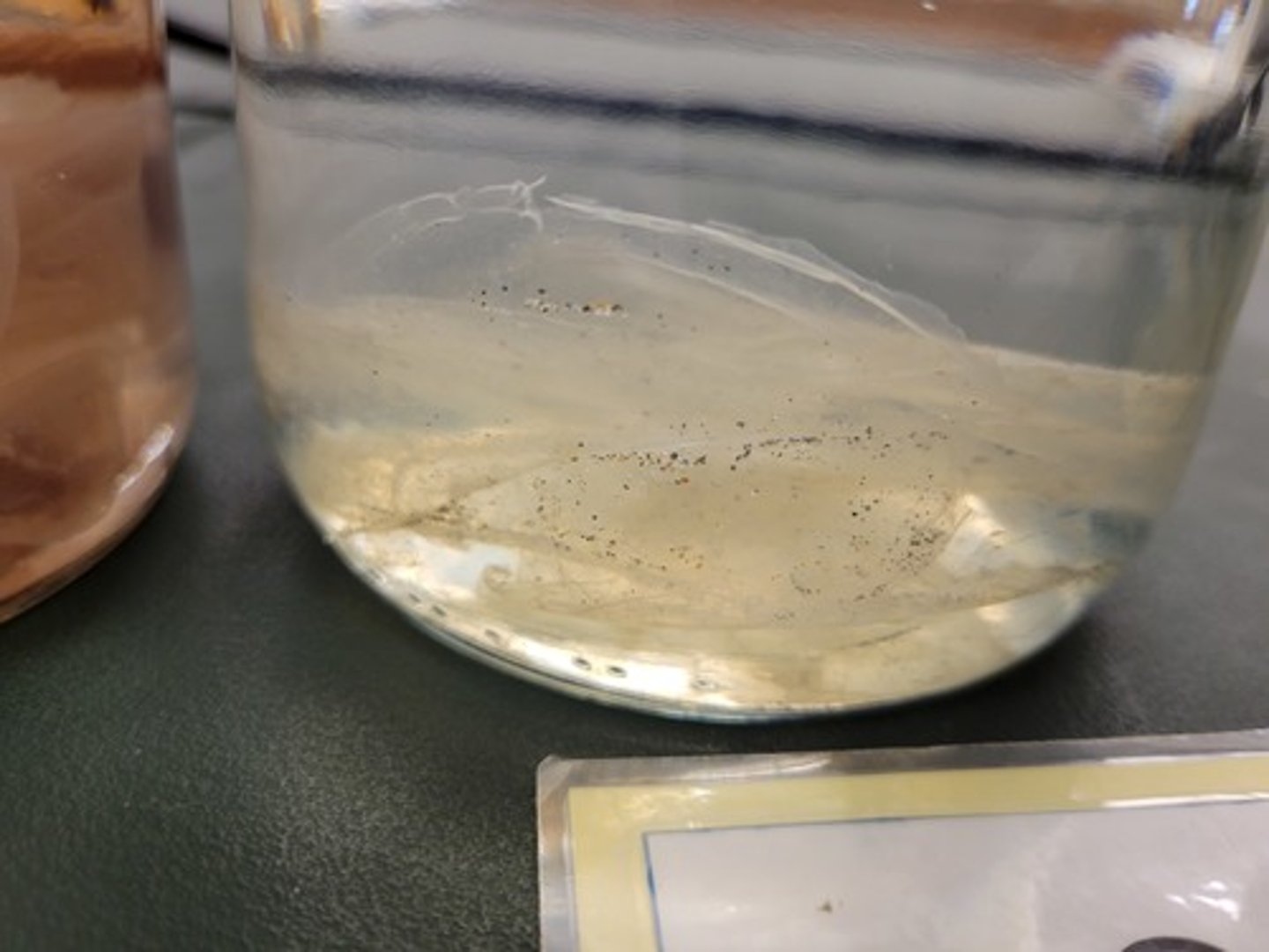 <p>Identify Taxonomy</p>