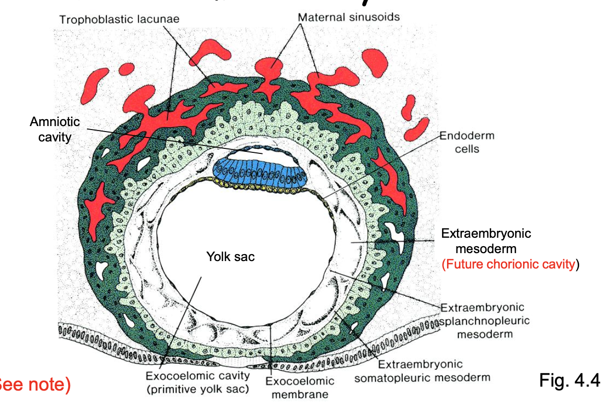 <ul><li><p>the amniotic cavity and the yolk sac.</p></li><li><p>lacunae</p></li></ul><p></p>