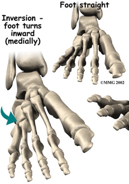 <p>tibialis anterior </p><p>tibialis posterior </p><p>(occurs at subtalar joint)</p>