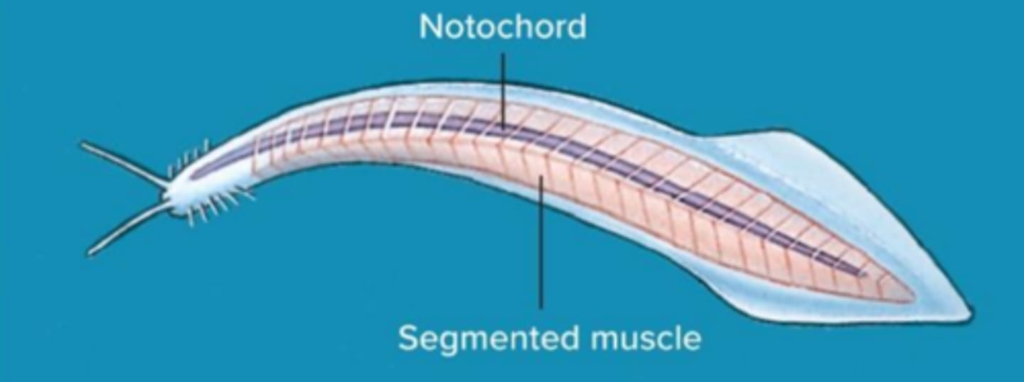 <p>Pikaia. Found in the Burgess Shales and is believed to be from the Cambrian roughly 600 mya.</p>
