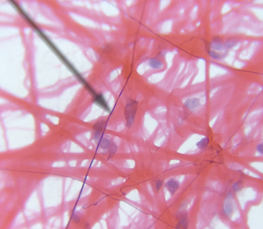 <p>what type of tissue is this</p>