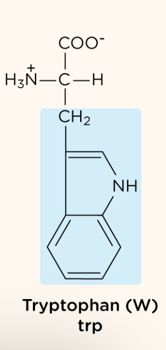 <p>nonpolar, aromatic R group</p>