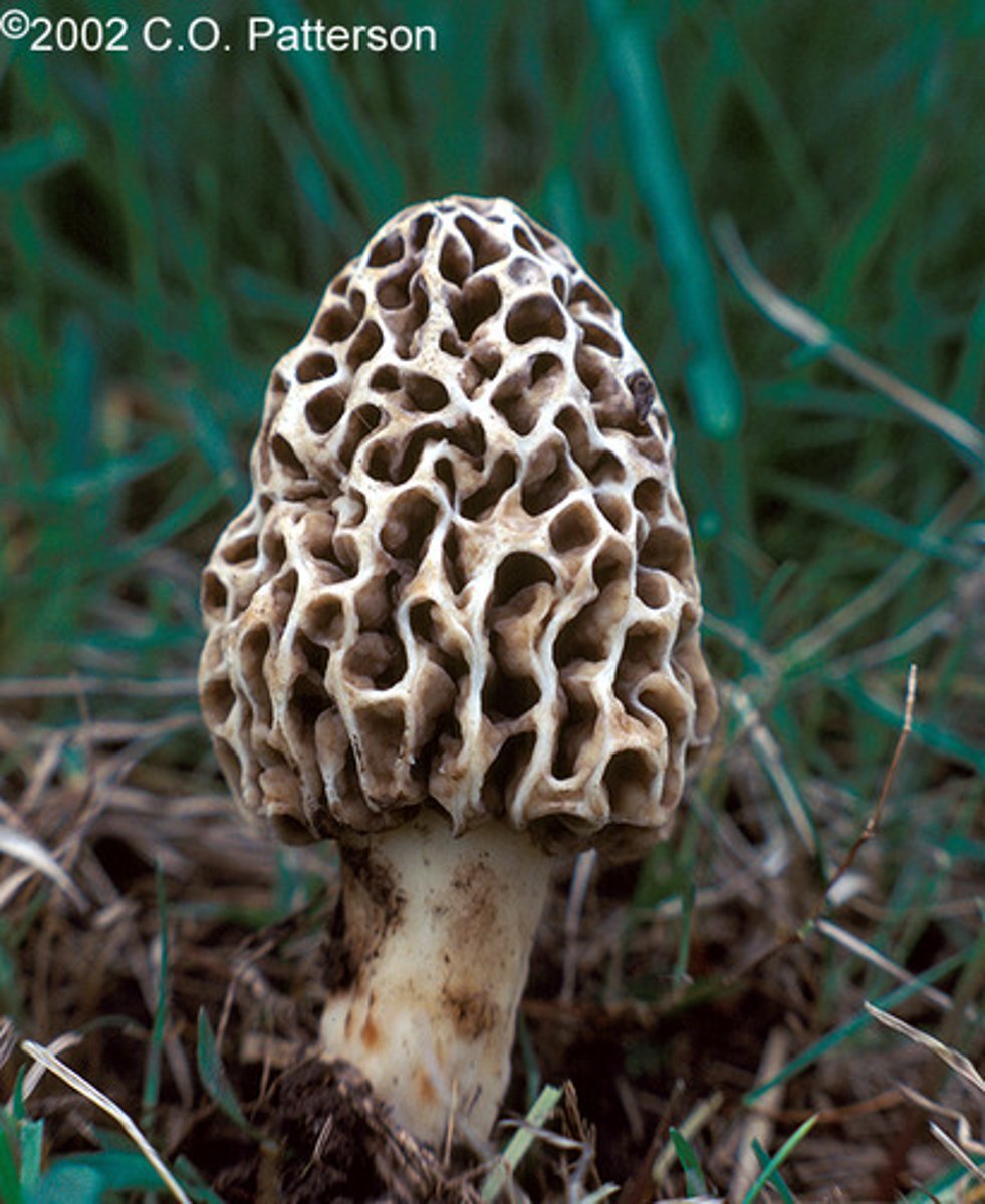 <p>morel</p>