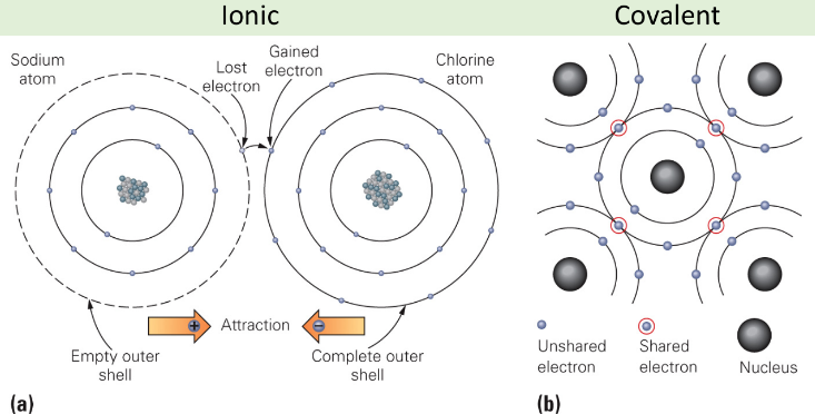<ul><li><p>Ionic Bond</p><ul><li><p>Between positively and negatively charged atoms (ions)</p></li><li><p>Coulomb’s Law: opposite charges attract</p></li></ul></li><li><p>Covalent Bond</p><ul><li><p>Between atoms sharing valence electrons</p></li></ul></li><li><p>Metallic Bond</p><ul><li><p>Each atom contributes to a pool of valence electrons</p></li><li><p>Gives metals their electrical conductivity </p></li></ul></li></ul><p></p>