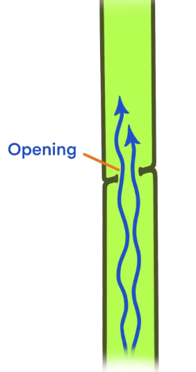 <ul><li><p>angiosperms</p></li><li><p>perforation plate</p></li><li><p>water can move through smoothly</p></li></ul><p></p>