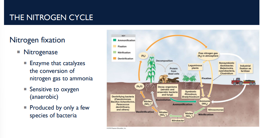 <p>Describe the first step of the nitrogen cycle, nitrogen fixation. </p>