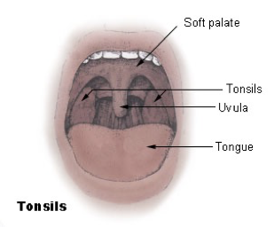 <p>hanging from the middle of the back edge of the soft palate </p><p>prevents food from entering the nasopharynx  (or nose) during swallowing</p><p></p>