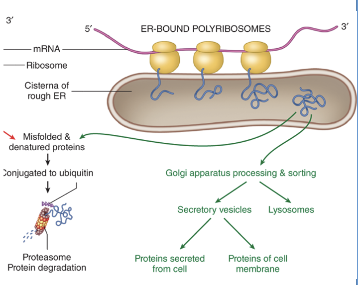 <p>rER</p><ul><li><p><span style="font-family: &quot;Calibri Light&quot;;"><strong>Ribosomes bound to rER creates proteins for export to other organelles, to the plasma membrane, or out of body</strong></span></p></li><li><p><span style="font-family: &quot;Calibri Light&quot;;">Each type of organelle has characteristic membrane &amp; lumen proteins, phospholipids and other specialized molecules related to its function</span></p></li><li><p><span style="font-family: &quot;Calibri Light&quot;;">Ribosomes dock transiently on the rER</span></p></li></ul><p></p>