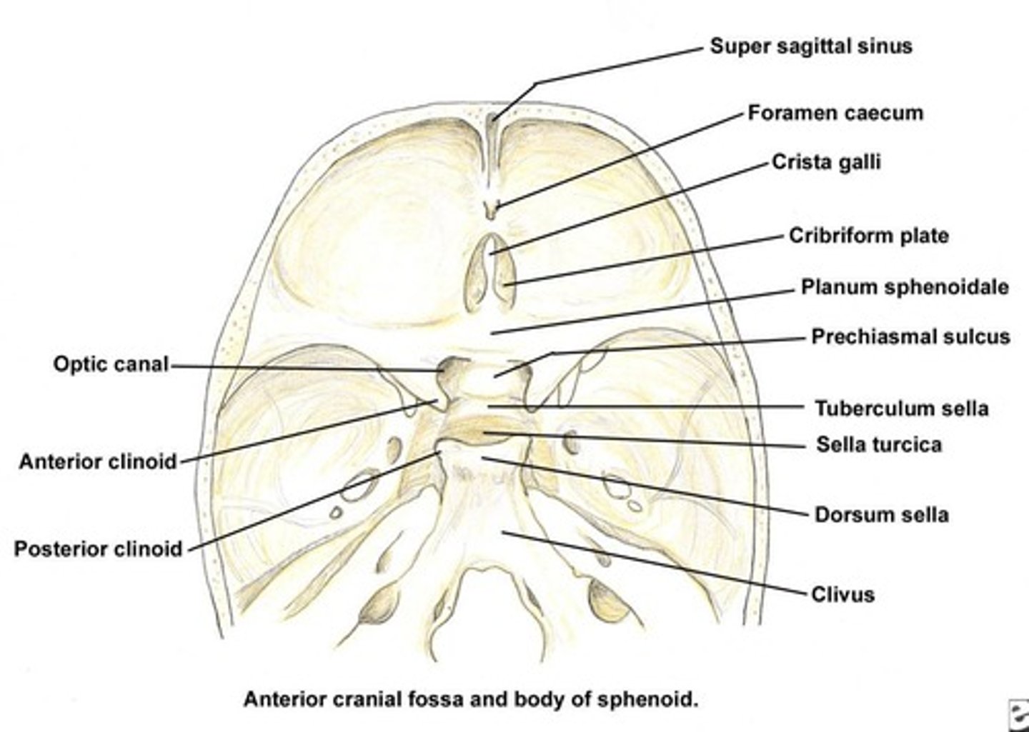 <p>In the sella turcica of the sphenoid bone.</p>