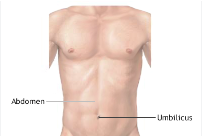 <p>Belly area between thorax and umbilicus</p>