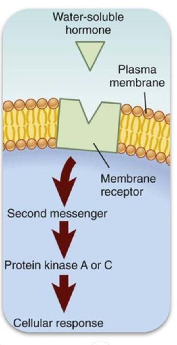 <p>Transmembrane receptors for hydrophilic ligands that cannot cross the membrane, and intracellular receptors for hydrophobic ligands that can cross the membrane.</p>