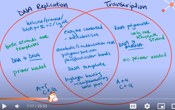 <p>- both are controlled by enzymes, so both are metabolic in nature<br>- both are anabolic reactions (bc smaller monomers are being used to put together larger molecules)<br>- condensation reactions from phosphodiester bonds that hold the monomers of each polymer together<br>- both start with a DNA template<br>- both depend on hydrogen bonding between complementary base pairs</p><p>-both take place in the nucleus of a cell</p>