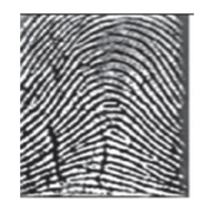 <p><span>Identify the ridge pattern for the following partial print found on Ms. Sarnese's doorknob</span></p>