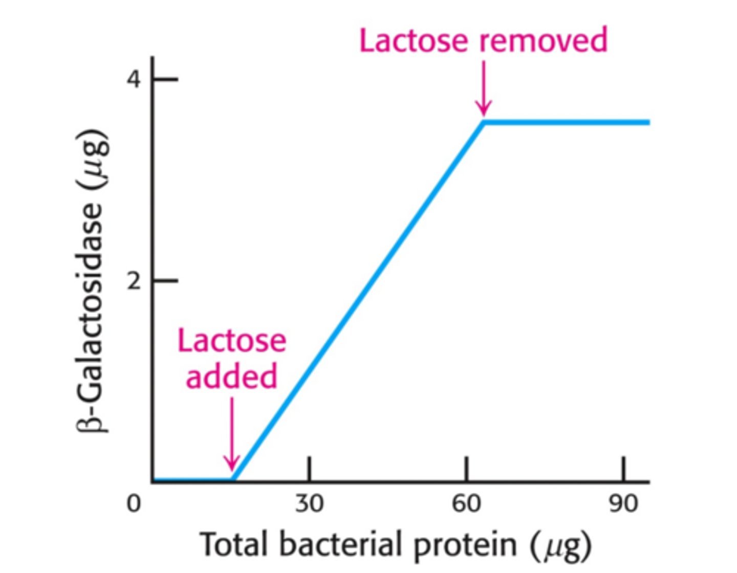 <p>-Lactose activates B-galactosidase</p>