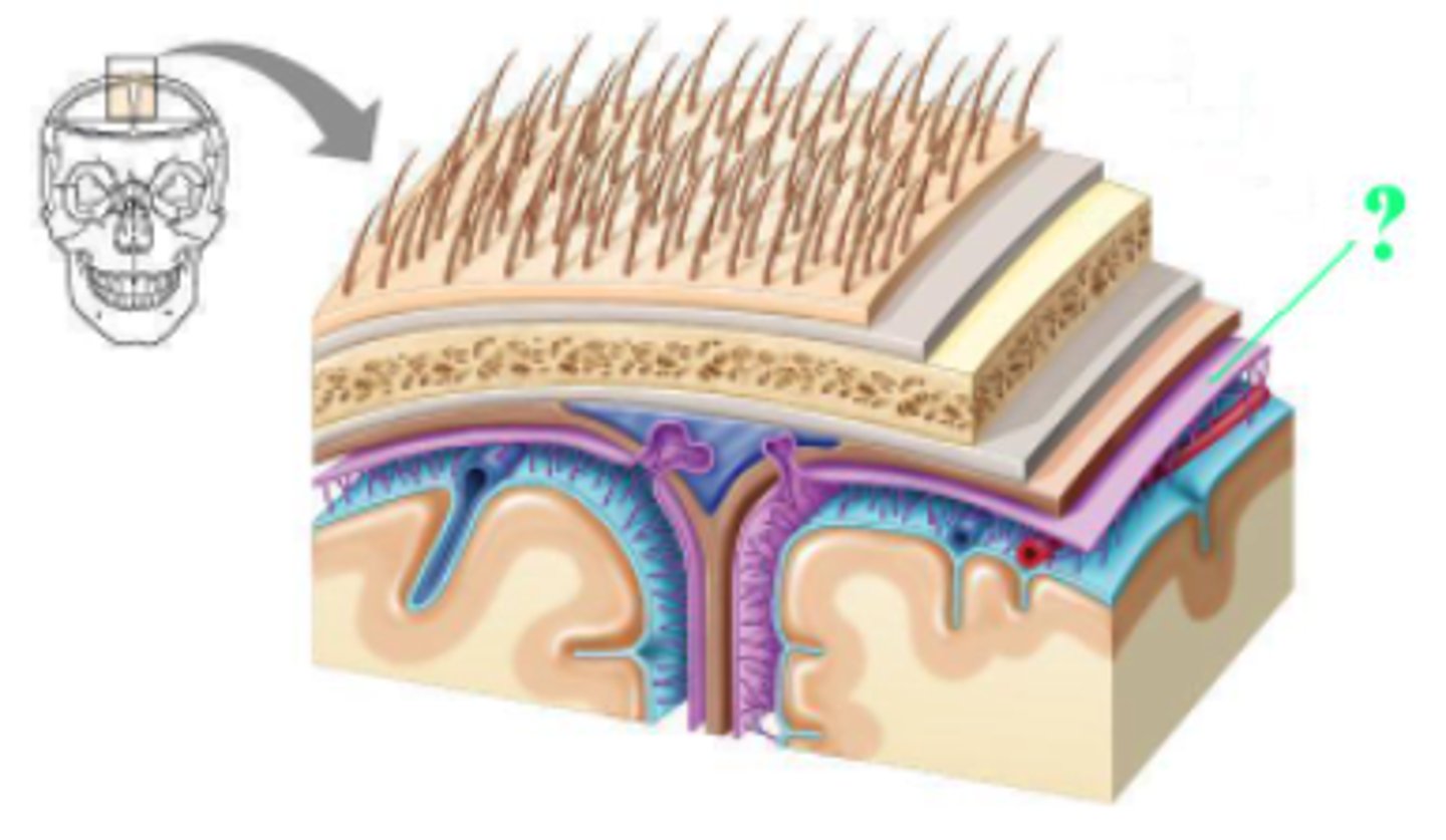 <p>arachnoid mater</p>
