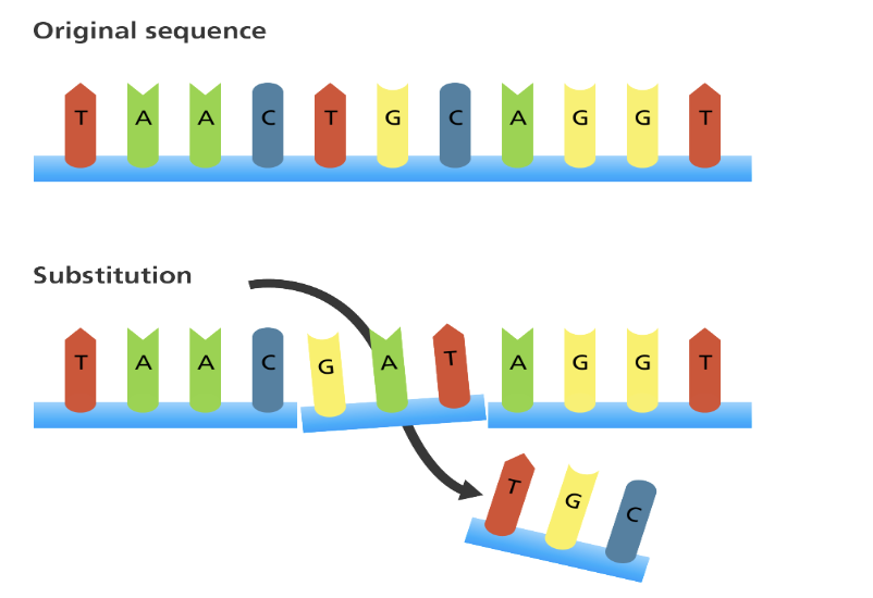 <p><strong>Substitution mutation</strong></p>