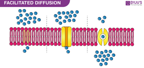 <ul><li><p>channel proteins allow a specific molecule through</p></li><li><p>facilitated = done by proteins</p></li></ul><p></p>