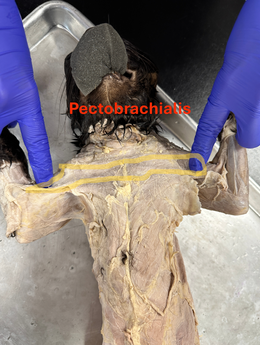 <p>Pectoantebrachialis (<strong>pek-toh-an-tee-brac-ee-ah-lis) </strong>(Anterior shoulder and chest</p>