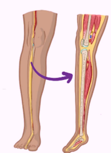 cut along longitudinal axis (going from head to tail)