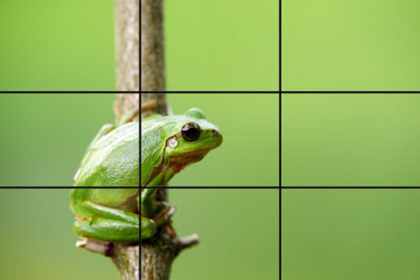 <p>The object should be one third into the picture</p>
