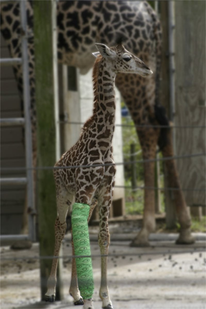 <p>to break one's leg</p>
