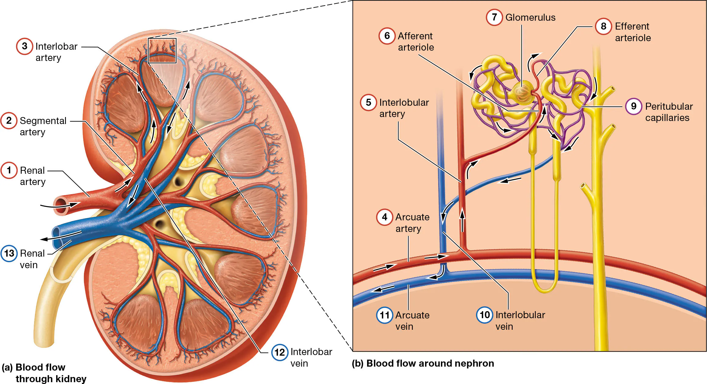 <ul><li><p>Renal artery</p></li><li><p>Segmental artery</p></li><li><p>Interlobar artery</p></li><li><p>Arcuate artery</p></li><li><p>Cortical radiate artery</p></li><li><p>Afferent arteriole</p></li><li><p>Glomerulus (a <strong>capillary bed </strong>where <strong>no gas exchange occurs </strong>since an arteriole goes out)</p></li><li><p>Efferent arteriole</p></li><li><p>Peritubular capillaries (<strong>perform gas exchange)</strong></p></li><li><p>Cortical radiate vein</p></li><li><p>Arcuate vein</p></li><li><p>Interlobar vein</p></li><li><p>Renal vein</p></li></ul><p></p>