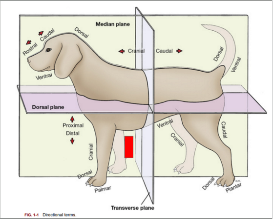 <p>What is the directional term blocked out in red?</p>