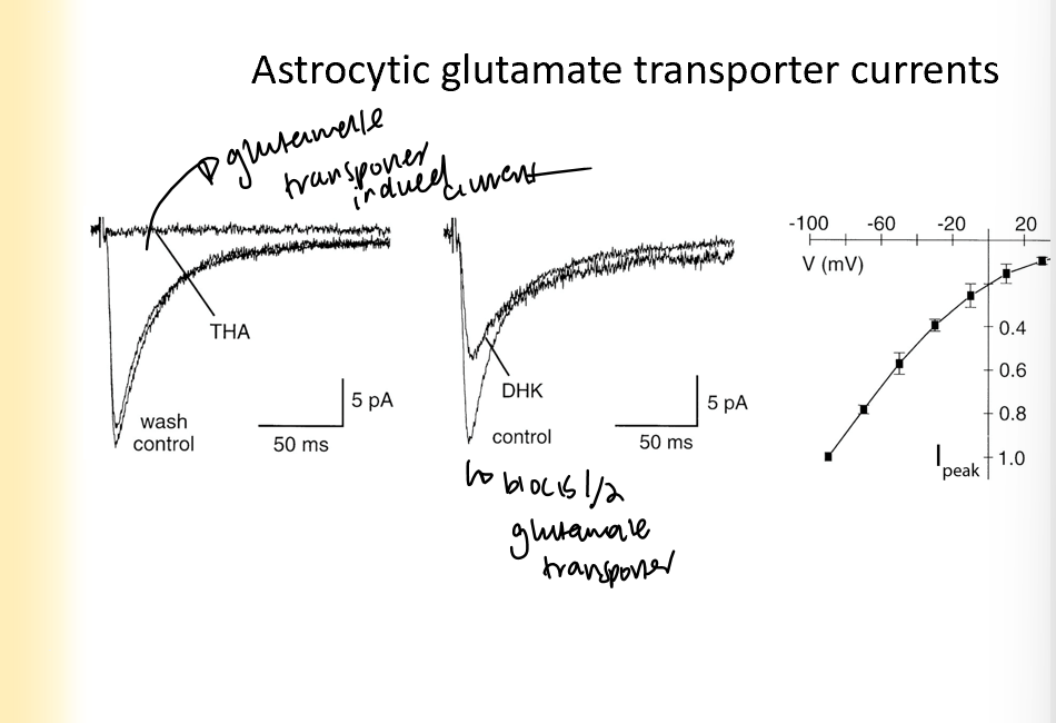 <ul><li><p>when you block glutamate transporters, the current going into the astrocyte decreases </p></li><li><p>current also changes based on the resting membrane potential</p></li></ul>