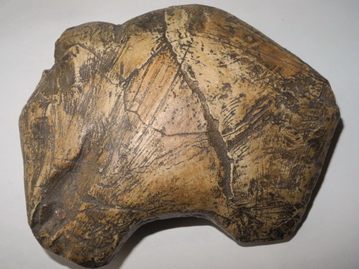 <p>Mamut z Předmostí</p>
