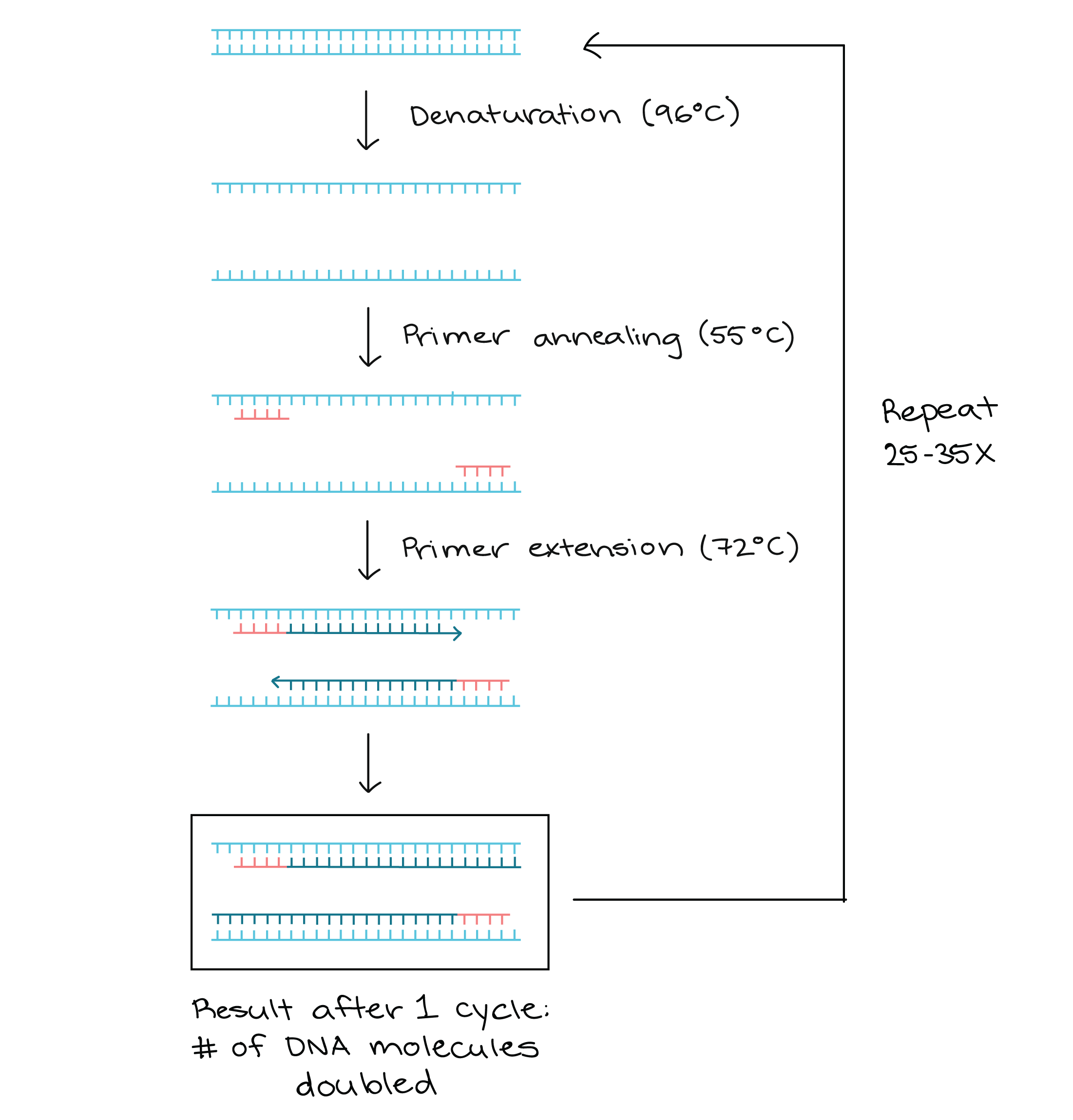 <ul><li><p>wat?</p><ul><li><p>techniek om kopiën te vormen v/e DNA-sequentie; in vitro</p></li><li><p>cyclus met temperatuursveranderingen</p><p>‎</p></li></ul></li><li><p>nodig?</p><ul><li><p>DNA primers specifiek voor DNA-sequentie</p></li><li><p>Taq polymerase (enzym)</p></li><li><p>Mg, dNTP’s</p><p>‎</p></li></ul></li><li><p>nut?</p><ul><li><p>DNA cloning</p></li><li><p>medische diagnose</p></li><li><p>forensische analyse DNA</p></li></ul></li></ul><p></p>