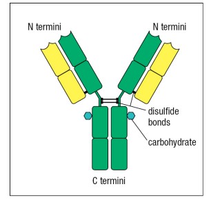 Yellow: Light chain; Green: Heavy chain