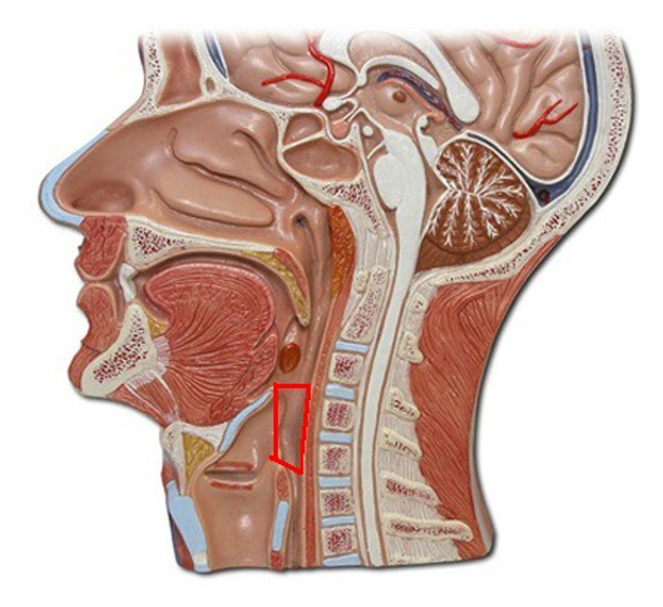 <p>Identify the structure, organ, or bone.</p>