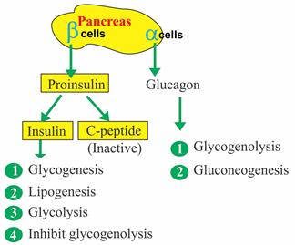 <p>glucagon is responsible for gluconeogenesis and glycogenolysis; <br>insulin is responsible for glycolysis, glycogenesis, lipogenesis, and inhibiting glycogenolysis</p>