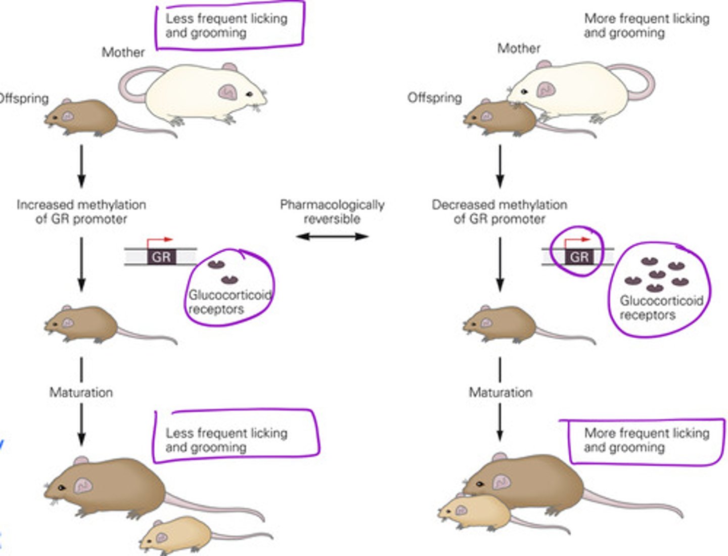 <p>pups became adults and had offspring, they showed the same high licking and grooming behavior toward their babies. Asa result, the GR gene in their offspring stayed demethylated</p>