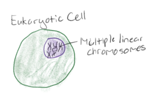 <p>Multiple linear chromosomes</p>