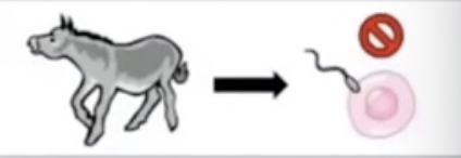 <ul><li><p>hybrids fail to produce functional gametes</p></li><li><p>mules are sterile hybrids</p></li></ul>