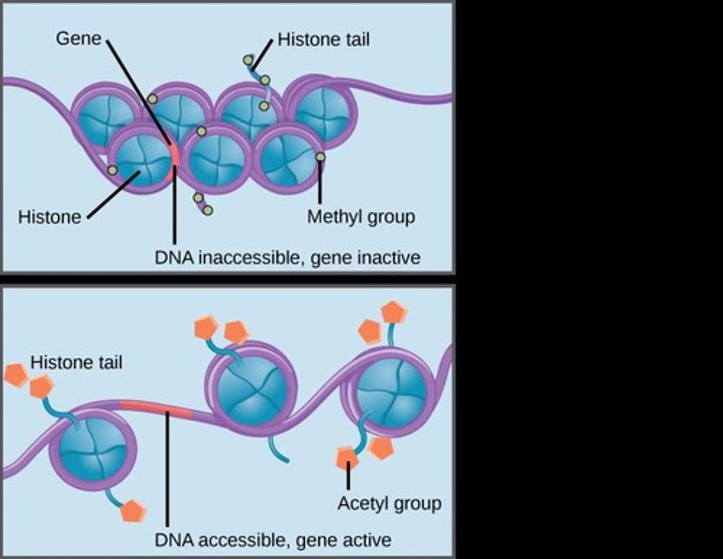 <p>The addition of acetyl groups to histones, which loosens DNA and enhances transcription accessibility.</p>