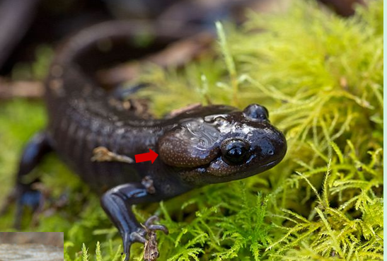 <ul><li><p>Northwestern salamander</p></li><li><p>Uniform color</p></li><li><p>large parotoid glands</p></li><li><p>conspicuous poison glands along dorsal side of tail</p></li><li><p>lacks foot tubercles</p></li><li><p>head has big bumps that secrete toxins (the glands)</p></li></ul><p></p>