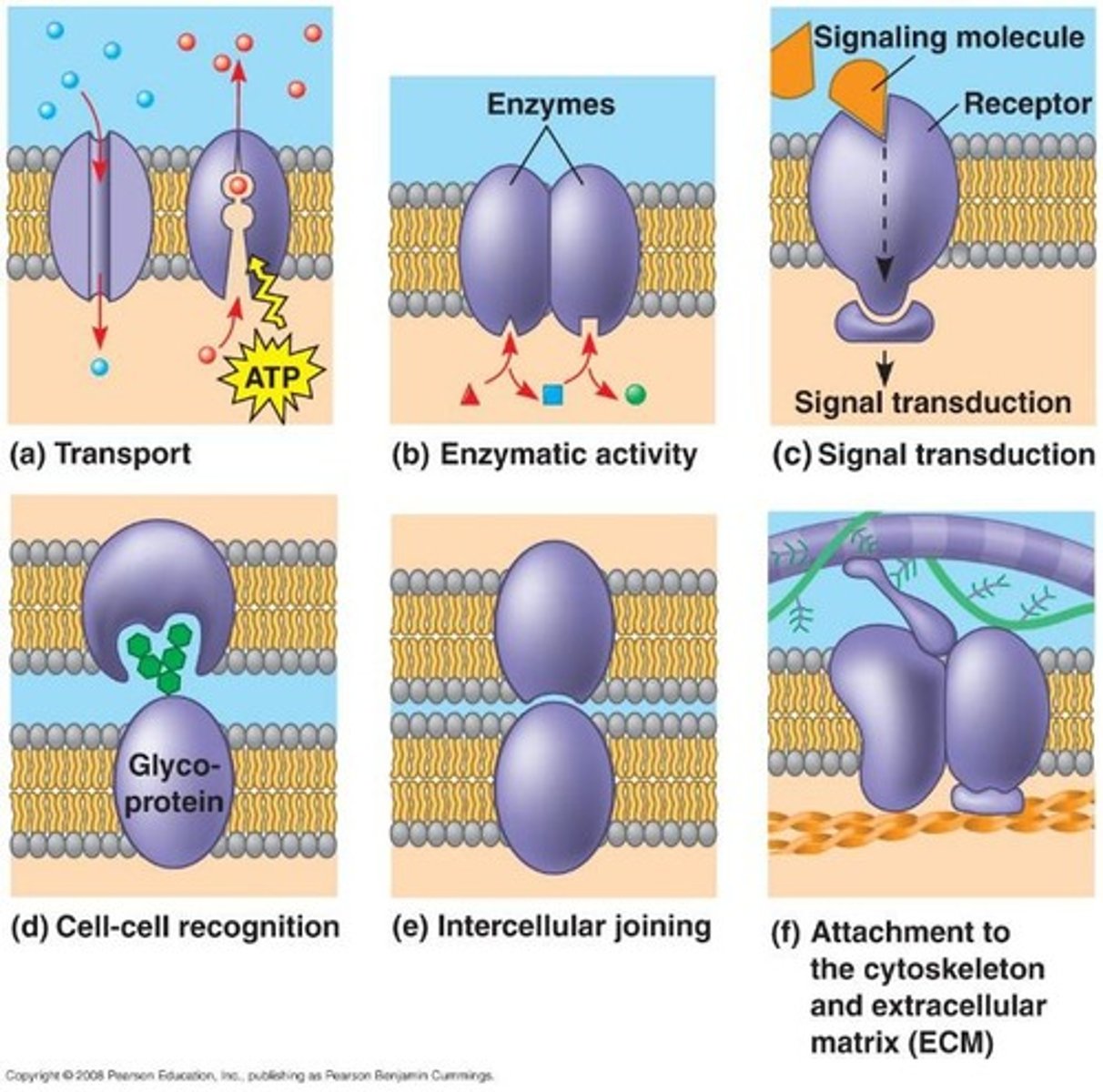 <p>They act as cell identification tags on the surface.</p>