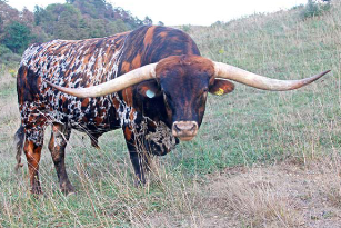 <p>What breed is this?</p>