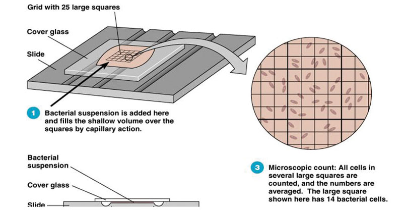 <ul><li><p><strong>hemocytometer</strong> <strong>grid</strong> <span>🩸🧫📏</span></p></li><li><p>counts all cells in fixed volume, →</p><ul><li><p>can't distinguish live/dead cells</p></li><li><p>fast</p></li></ul></li></ul><p></p>