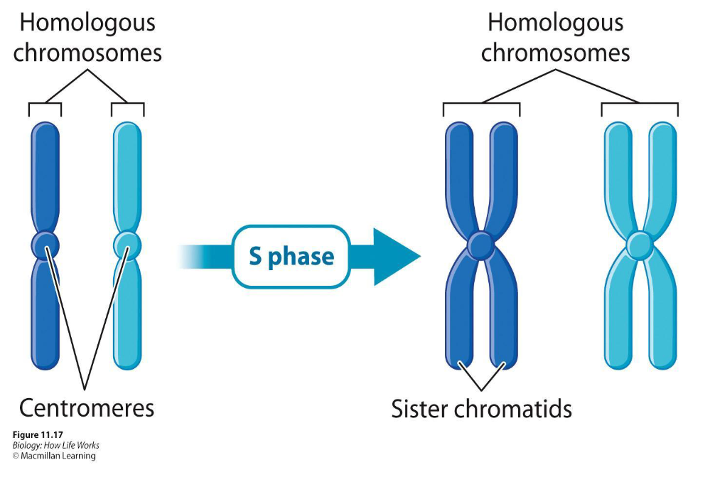 <ul><li><p>Duplication occurs during S phase</p></li><li><p><span><span>Every chromosome in the parent cell must be duplicated so that each daughter cell receives a full set of chromosomes</span></span></p></li><li><p><span><strong><span>Sister chromatids</span></strong><span> – The two identical copies that are made after duplication</span></span></p></li><li><p><span><span>Do not separate</span></span></p></li><li><p><span><span>Are held together at the</span><span><br></span><span>centromere.</span></span></p></li><li><p><span><span>Cell still contains 46 chromosomes, count each pair as 1!</span></span></p></li></ul><p></p>