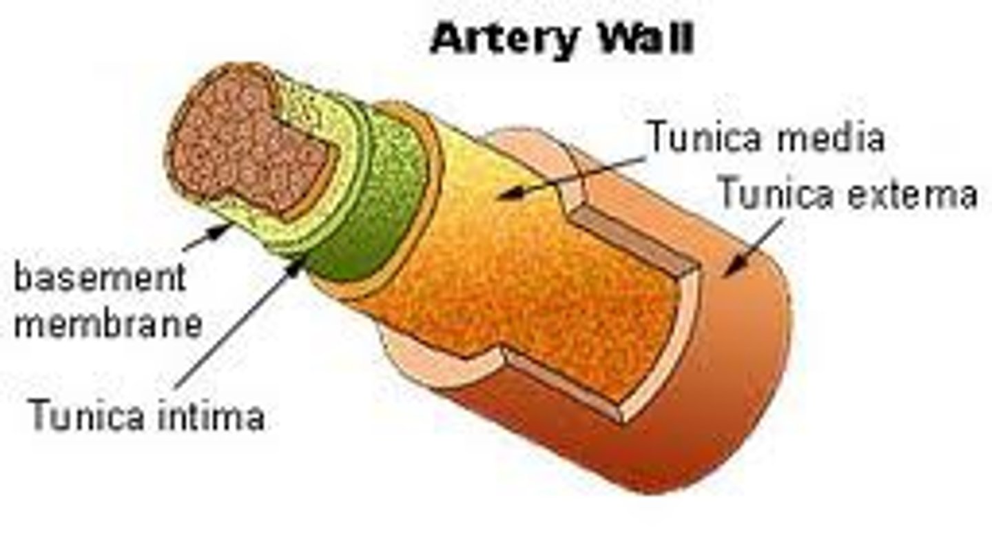 <p>The middle and thickest layer of tissue of a blood vessel wall, composed of elastic tissue and smooth muscle cells that allow the vessel to expand or contract in response to changes in blood pressure and tissue demand.</p>