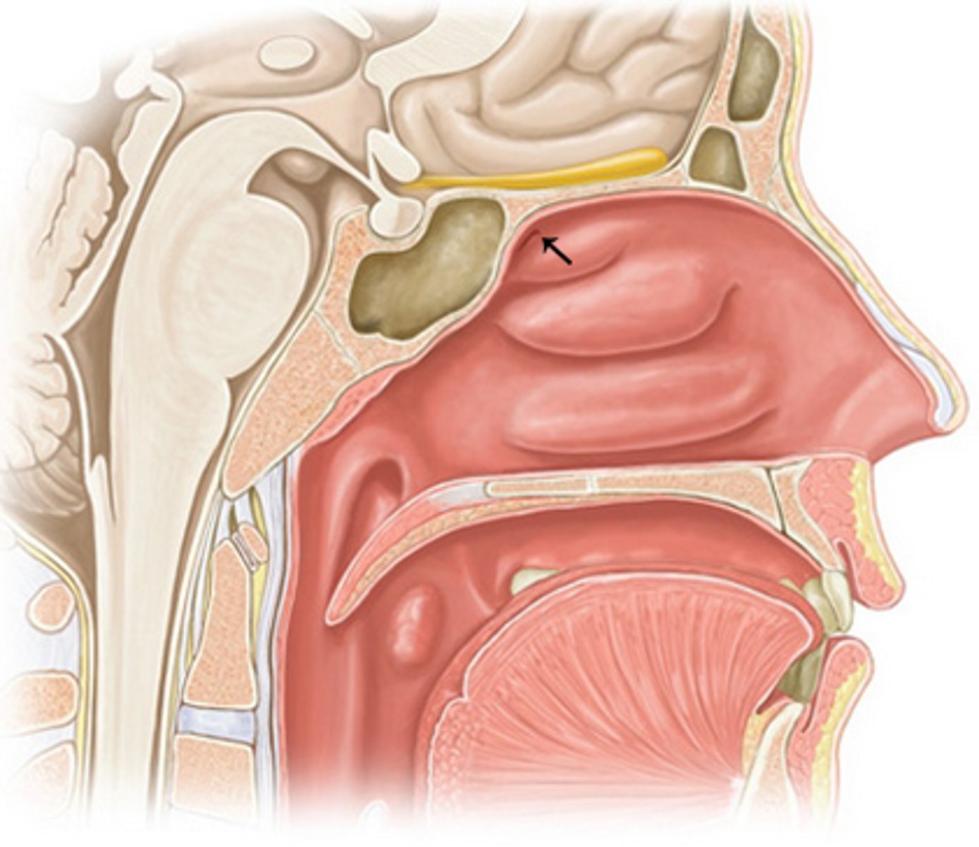 <p>sphenoid sinus drains into</p>