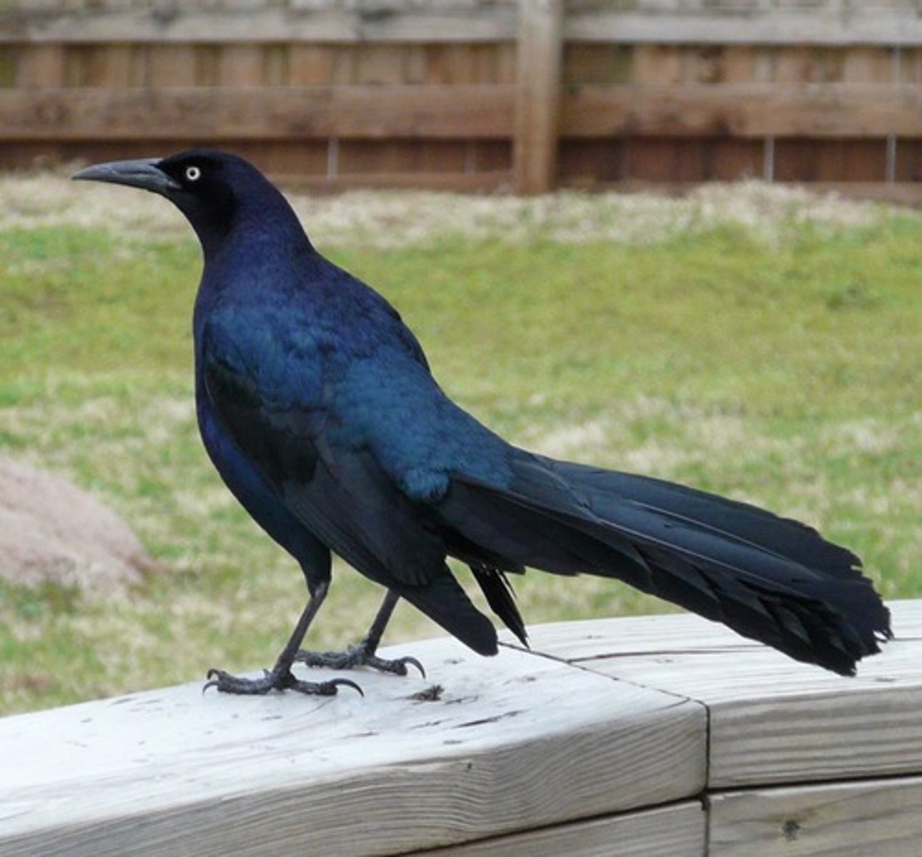 <p>Passeriformes Icteridae</p>