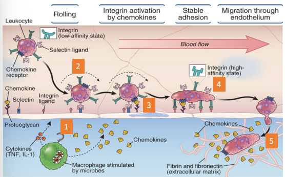 <ol><li><p><strong><u>cytokines:</u></strong> activate the vascular endothelium</p></li><li><p><strong><u>selectins:</u></strong> adhesion molecules that allow leucocytes </p></li><li><p><strong><u>chemokines:</u></strong> activate integrins to become high affinity</p></li><li><p><strong><u>integrins:</u></strong> adhesion molecules that allow leucocytes to stably adhere</p></li><li><p>Leucocytes transmigrate out of the vasculature and follow a chemotactic gradient towards the site of infection</p></li></ol><p></p>