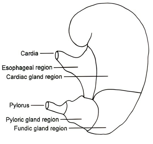 <ul><li><p>4 distinct areas</p></li><li><p><strong>oesophageal, cardiac, fundic and pyloric regions</strong></p></li><li><p>in <strong>oesophageal</strong>, <strong>ulcer formation</strong> occurs</p></li><li><p>in <strong>cardiac </strong>portion <strong>mucus</strong> is secreted and <strong>mixed with digested food</strong></p></li><li><p><strong>fundic </strong>region-<strong> gastric glands </strong>secrete<strong> hcl </strong>and also <strong>pepsinogen</strong> is secreted</p></li><li><p><strong>pyloric</strong> region- secrete <strong>mucus</strong> to line <strong>digestive membrane </strong>and regulates <strong>chyme </strong>secretion</p></li></ul><p></p>